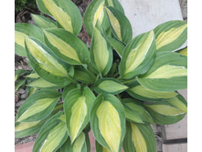 ����� Gypsy Rose.jpg