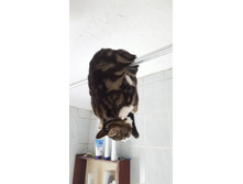 ������� � ���, ������� ...