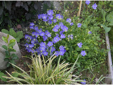 ����������� ����������