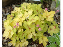 ���������� ��������� Sunspot �������.jpg