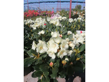 ����������� viber 2021-06-02 13-11-39.jpg