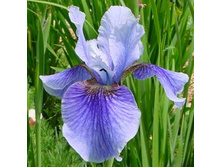 ���� ��������� EGO.jpg