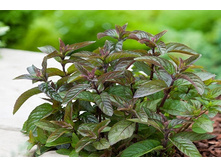 ���� ���������� MenthapiperitaChocolate. ���� 70 �. ����