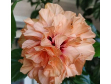 Double Peach