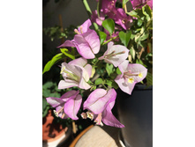 ����������� Yuyu (�.�.)- 300 ���.