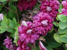 �������� �������������� PURPUREA PLENA ELEGANS �������� ����� �������.jpg