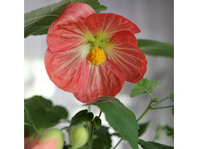 ���� (3).JPG - 250 ���.