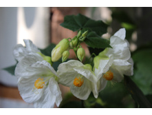 ���������� (1).JPG