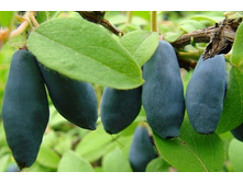 ��������� �����.jpg