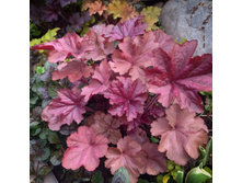 ������� ��������� Penelope ��������.jpg