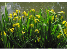 ���� ������ �������.jpg