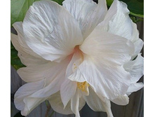 Double White
