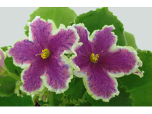 ���-������� �.jpg