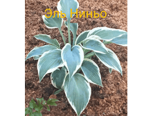 2020-06-09 13-15-52.PNG