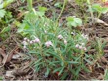 ������ ������������ ��������.jpg