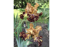 SPICED TIGER 350 ���