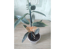 archboldiana variegata.