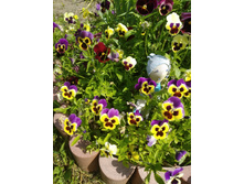 ������� ������ �������