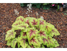 ���������� ��������� Stoplight ��������.jpg