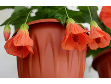 ��-������� - 300 ���.