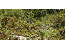 IMG 20210605 103309.jpg