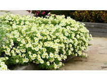 ��� ���� Yellow