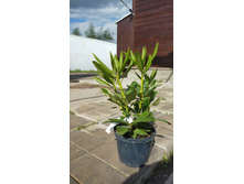 ����������� viber 2021-06-03 10-04-58.jpg