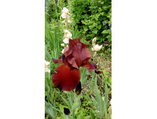 IMG 20210609 120857.jpg