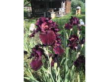 ��� ���� 200 ���