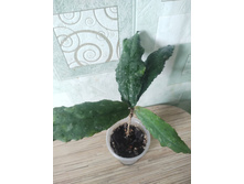 Hoya undulata.