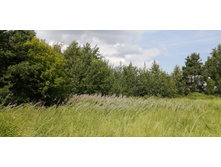 IMG 20210629 114219.jpg