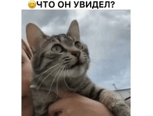 IMG 20210602 083041.gif