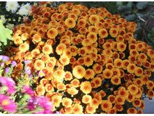 ���������� ����������� Balios ������.jpg