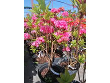 ����������� viber 2021-06-02 13-10-52.jpg