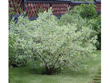 ����� ����� �������������.jpg