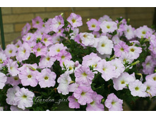 ���� Misty Lilac