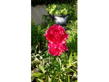 IMG 20210609 164034.jpg