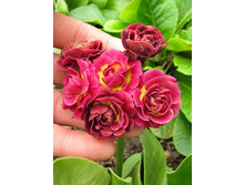 ������� ������� CRIMSON GLOW ������� ����.jpg