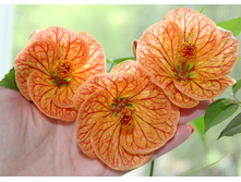 ������� (4).JPG - 250 ���.