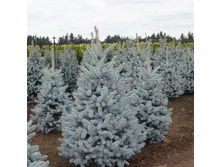 ��� ������� (Picea pungens Hoopsii) , �2, 20-30, 2723 ���