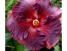 Violetta