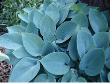 ����� ��������.jpg