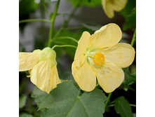 ������ ����� (4).JPG - 250 ���.