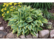 ����� volverin.jpg