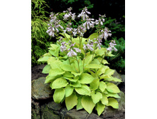 ����� August Moon.jpg