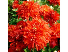 ���������� ��������� �����.jpg