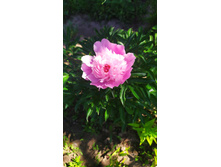 IMG 20210618 104506 1.jpg