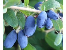 ��������� �������.jpg