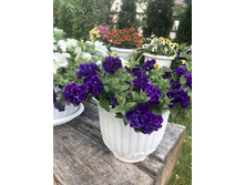 ��������� �������