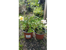 ����������� viber 2021-06-03 10-08-29.jpg